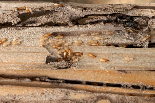 Best Flea Control Services  in Baxter Springs, KS