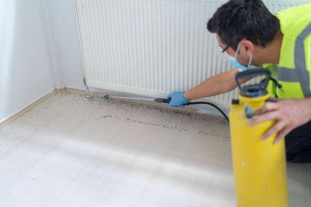 Wasp Removal Services in Baxter Springs, KS